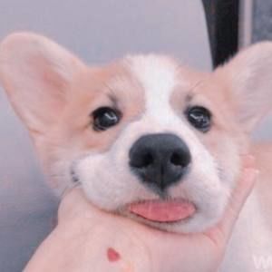 Meet your Posher, Nove grace